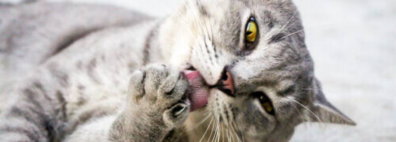 Por que os gatos gostam tanto de se lamber?