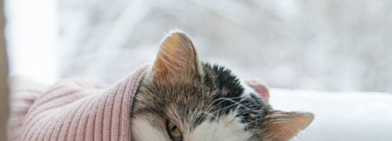 Você conhece a peritonite? Saiba como a doença afeta os gatos