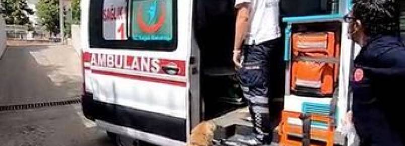 Golden retriever segue ambulância e aguarda sua tutora internada em hospital (vídeo)
