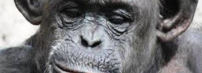 Associação de advogados conquista outra decisão histórica em defesa dos animais não-humanos