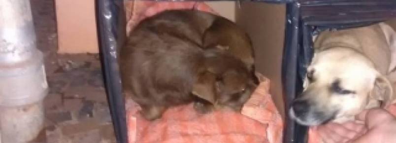 Associação espalha casinhas para proteger animais de rua em Paranaíba