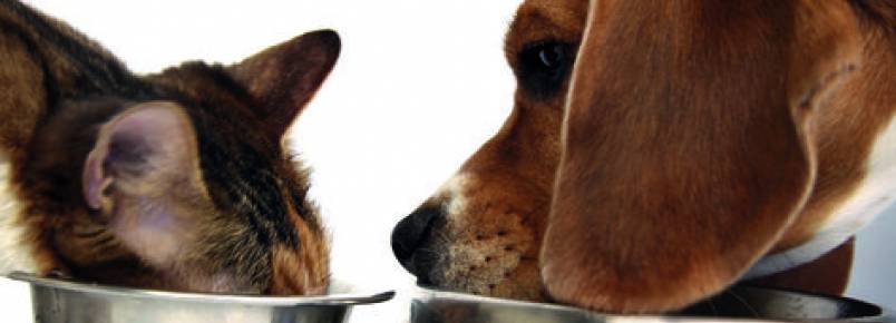 Veterinários alertam para os riscos que a obesidade oferece à saúde de cães e gatos
