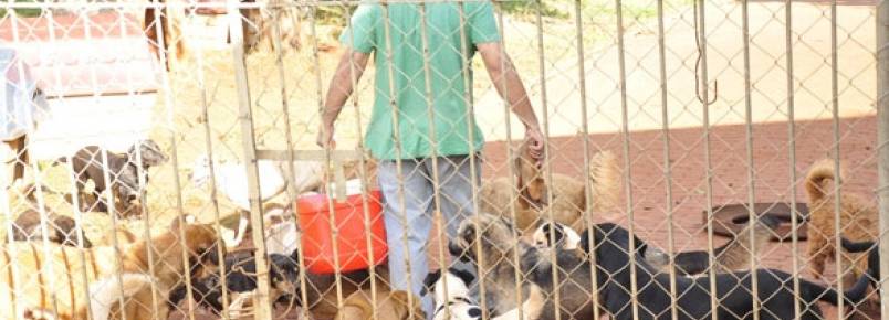 Comitê permite a iracemapolense apadrinhar animais no canil