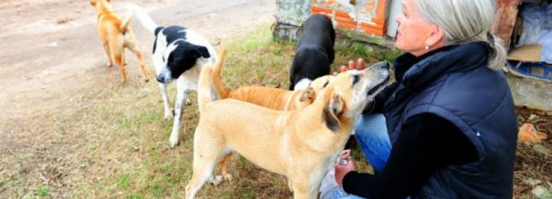 Cães e gatos que vivem no Jockey Club precisam de donos