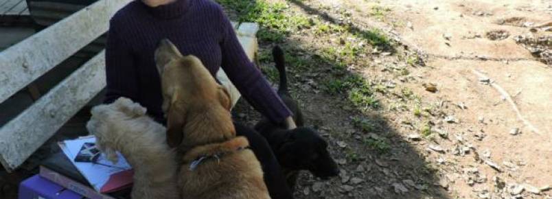 Voluntria precisa doar 42 animais em Nova Santa Rita
