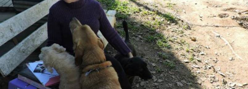 Voluntária precisa doar 42 animais em Nova Santa Rita