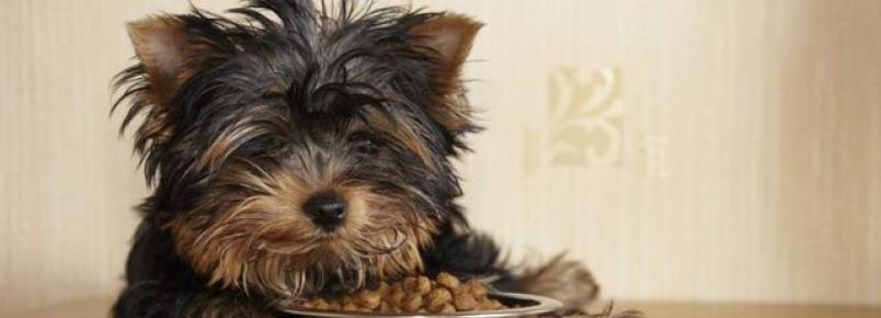 Meu cachorro não quer comer – motivos e soluções 