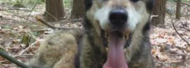 Equipe de resgate entra em floresta para salvar cão idoso