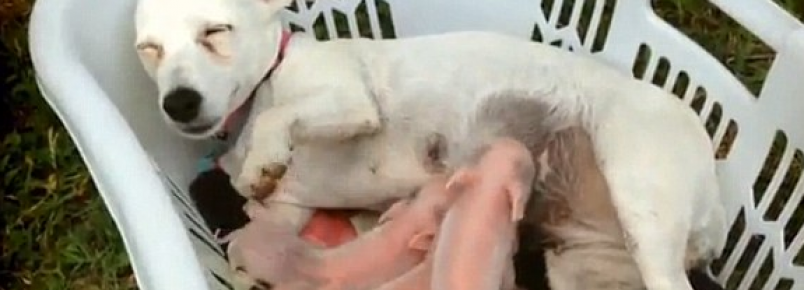 Amor sem fronteiras: cadela adota porquinhos abandonados pela me e produz leite