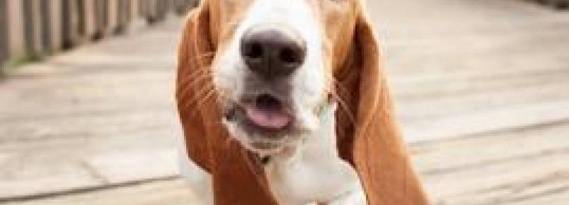 7 Curiosidades sobre as orelhas dos cachorros