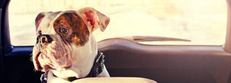 Como evitar o mal-estar de seu cão no carro