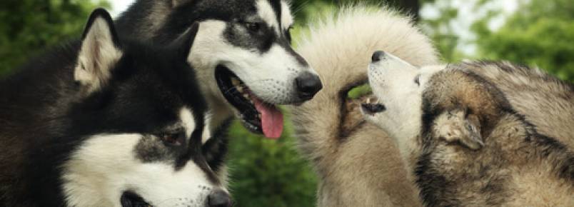 É verdade que os cães entendem que fazem parte da mesma família?