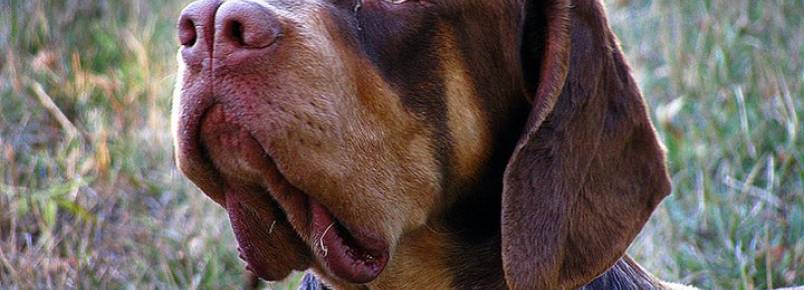 11 raças de cachorros que você não conhece  