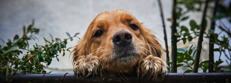 Como evitar que o cachorro fuja pra rua