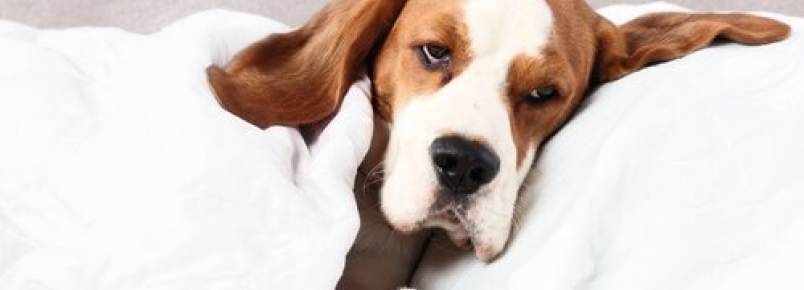 Filariose canina: causas e tratamento