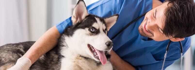 O que fazer caso o cão sofra uma fratura?