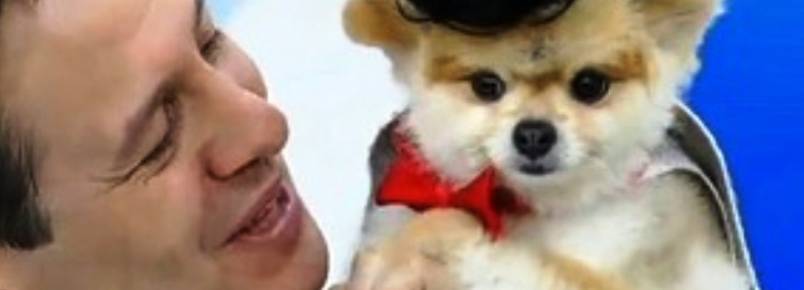 O Paçoca fantasiado é mais fofo ainda! Relembre as melhores roupas do cão.