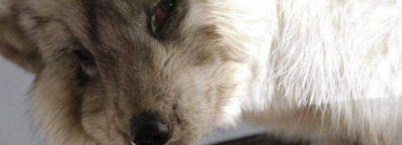 Nova investigao revela maus-tratos a que so submetidos ces-mapache e raposas na China
