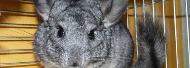 Projeto de Lei proíbe criação de animais para fazer pele, mas não evita chacina de chinchilas