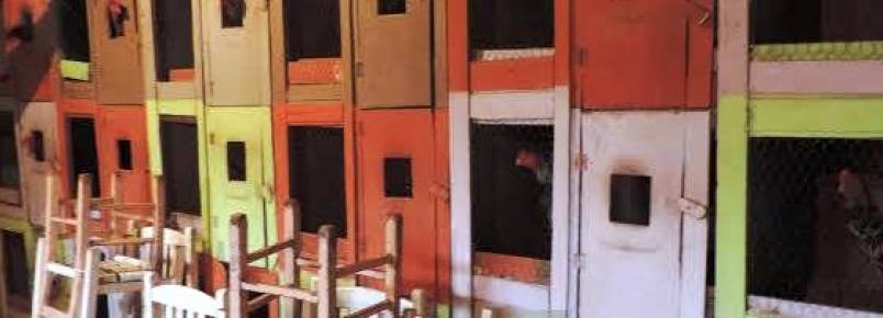 Polícia Militar Ambiental flagra rinha de galo no Extremo-Oeste