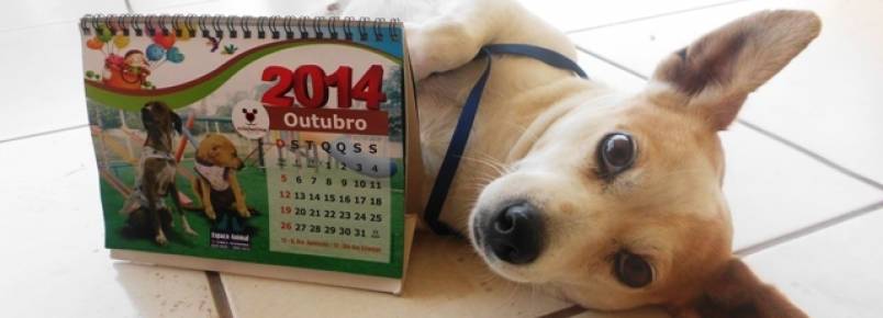 SOS Bichos realiza diversas ações em prol dos animais abandonados