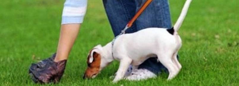 Dono que não recolher fezes de seu animal será multado a partir desta terça