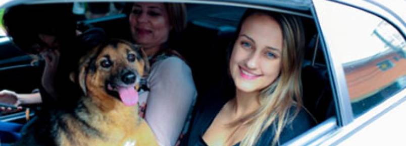 Uber incentiva a adoção de cães em ação inédita