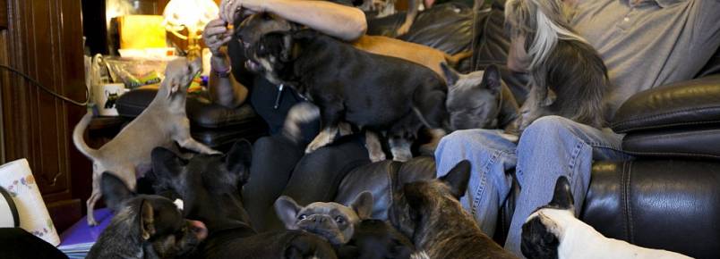 Casal revela as dificuldades que enfrenta para cuidar de seus 41 cães