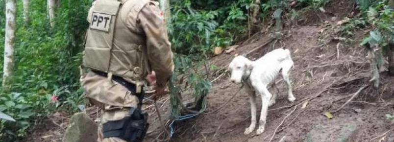 Cachorro em estado de desnutrio  encontrado pela PM em Itapema