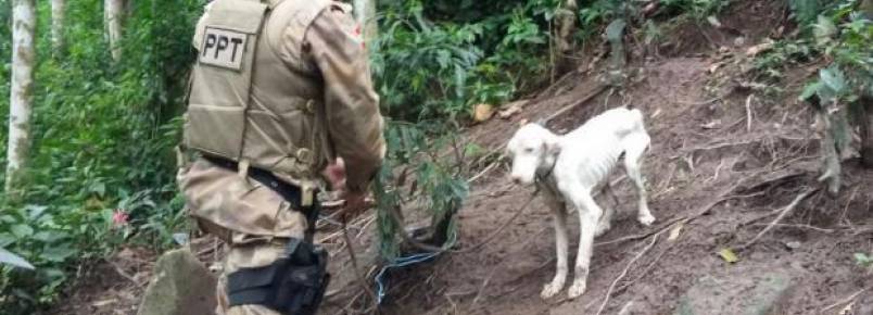 Cachorro em estado de desnutrição é encontrado pela PM em Itapema