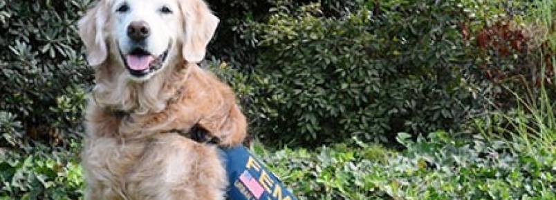 ltima cadela de resgate das Torres Gmeas completa 16 anos
