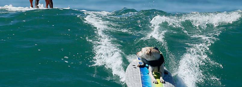 Campeonato de surf canino arrecada fundos em prol de animais