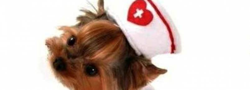 Roupinhas Baby Pet Wear já é um sucesso em Itabira, MG