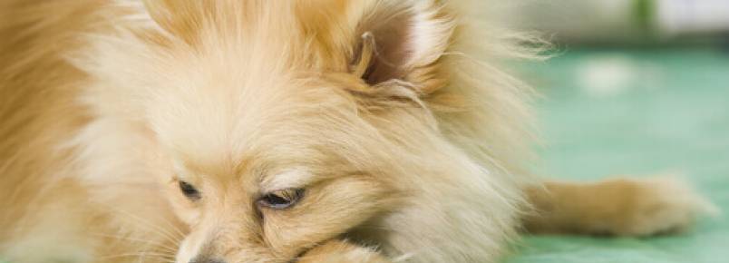 O que fazer se o meu cachorro vomita com frequência
