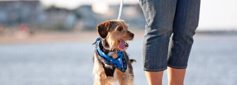 Erros que cometemos quando saímos para passear com o cachorro