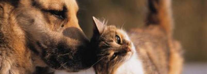OAB entra com ação para criação de Programa de Proteção a Animais