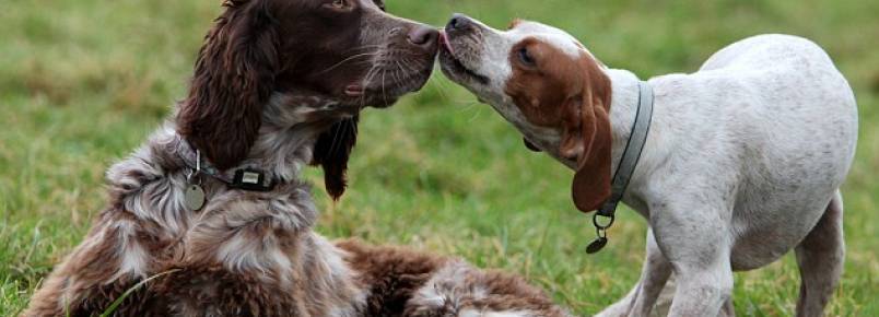 Cachorra leal fica três dias ao lado de cão machucado