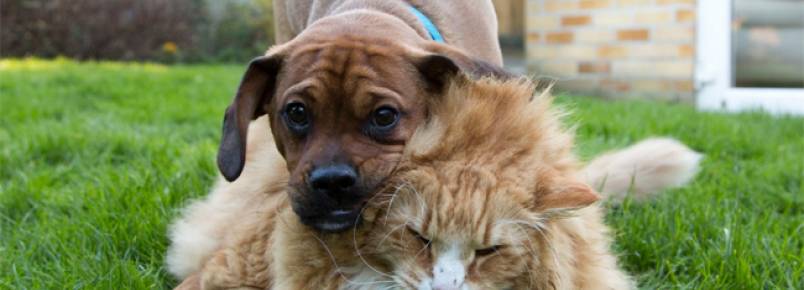 Gato obeso tem um cachorro como personal trainer