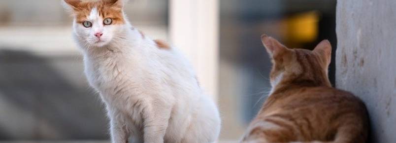 Rússia testa vacina contra covid-19 para animais domésticos e visons