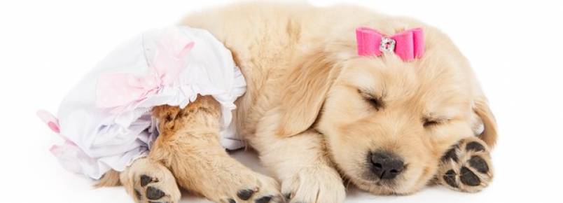 Fralda para cachorro: saiba como e o porquê de utilizar o produto