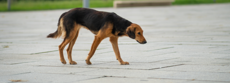 Por que as pessoas abandonam os vira-latas?