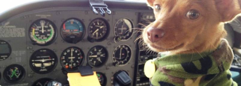Grupo de resgate voa pelos EUA para salvar vidas de cães