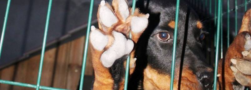 Estudo aponta que cães enlouquecem quando confinados