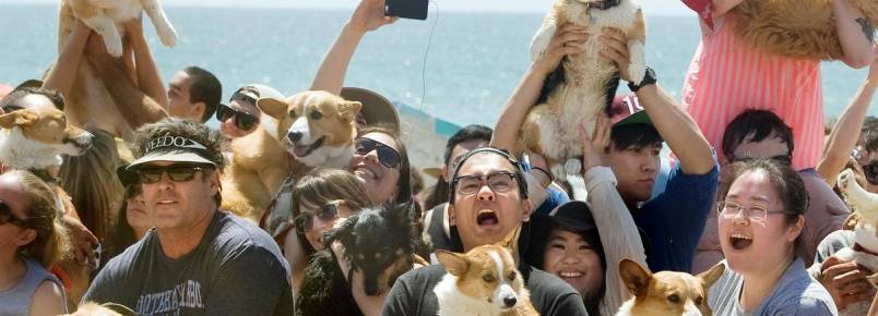 Evento reúne mais de 600 cães da raça corgi em uma praia da Califórnia