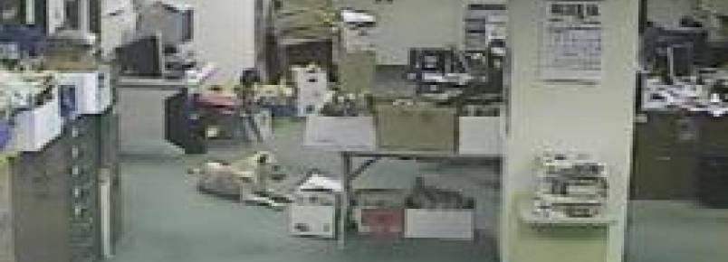 Câmera flagra momento que cadela detectou um terremoto.