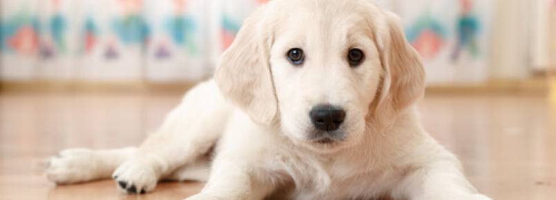 Saiba qual país dá licença quando você tem um novo cachorro em casa