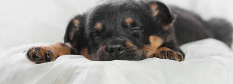 Por que o descanso e dormir bem são importantes para os animais de estimação?