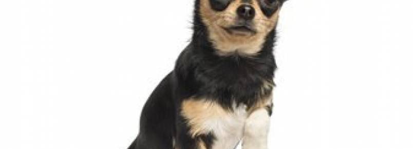 3 problemas que podem deixar o seu cão mancando