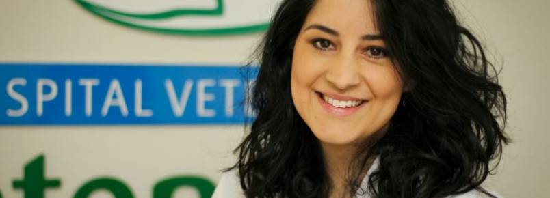 Educação é o ponto de partida para reduzir população de cães e gatos que vivem nas ruas 