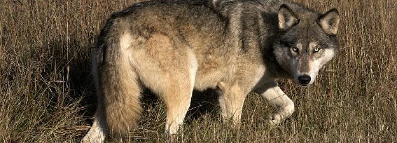 Lobo-cinzento reaparece em Iowa depois de 89 anos e é morto a tiros